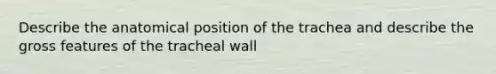 Describe the anatomical position of the trachea and describe the gross features of the tracheal wall