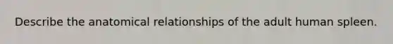 Describe the anatomical relationships of the adult human spleen.