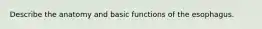 Describe the anatomy and basic functions of the esophagus.