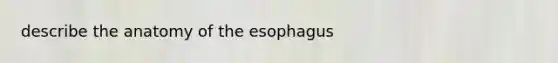 describe the anatomy of the esophagus