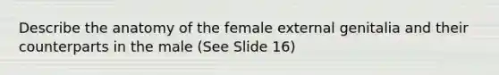 Describe the anatomy of the female external genitalia and their counterparts in the male (See Slide 16)