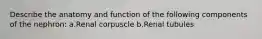 Describe the anatomy and function of the following components of the nephron: a.Renal corpuscle b.Renal tubules