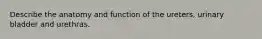 Describe the anatomy and function of the ureters, urinary bladder and urethras.