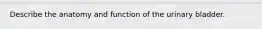 Describe the anatomy and function of the urinary bladder.