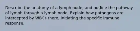 Describe the anatomy of a lymph node; and outline the pathway of lymph through a lymph node. Explain how pathogens are intercepted by WBCs there, initiating the specific immune response.