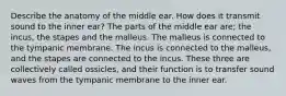 Describe the anatomy of the middle ear. How does it transmit sound to the inner ear? The parts of the middle ear are; the incus, the stapes and the malleus. The malleus is connected to the tympanic membrane. The incus is connected to the malleus, and the stapes are connected to the incus. These three are collectively called ossicles, and their function is to transfer sound waves from the tympanic membrane to the inner ear.