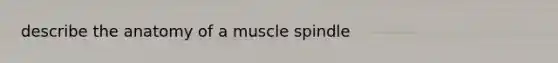 describe the anatomy of a muscle spindle