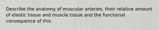 Describe the anatomy of muscular arteries, their relative amount of elastic tissue and muscle tissue and the functional consequence of this.