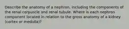 Describe the anatomy of a nephron, including the components of the renal corpuscle and renal tubule. Where is each nephron component located in relation to the gross anatomy of a kidney (cortex or medulla)?