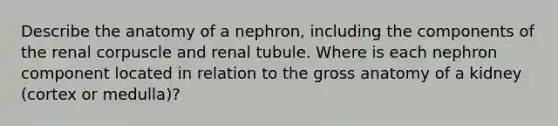 Describe the anatomy of a nephron, including the components of the renal corpuscle and renal tubule. Where is each nephron component located in relation to the gross anatomy of a kidney (cortex or medulla)?