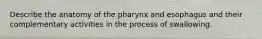 Describe the anatomy of the pharynx and esophagus and their complementary activities in the process of swallowing.