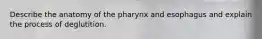 Describe the anatomy of the pharynx and esophagus and explain the process of deglutition.