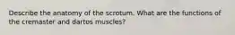 Describe the anatomy of the scrotum. What are the functions of the cremaster and dartos muscles?