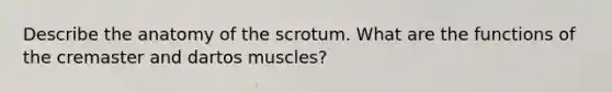 Describe the anatomy of the scrotum. What are the functions of the cremaster and dartos muscles?