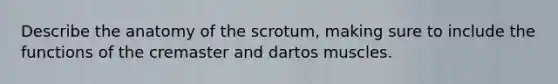 Describe the anatomy of the scrotum, making sure to include the functions of the cremaster and dartos muscles.