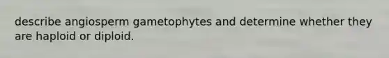 describe angiosperm gametophytes and determine whether they are haploid or diploid.