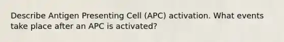 Describe Antigen Presenting Cell (APC) activation. What events take place after an APC is activated?