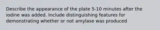 Describe the appearance of the plate 5-10 minutes after the iodine was added. Include distinguishing features for demonstrating whether or not amylase was produced