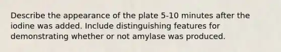 Describe the appearance of the plate 5-10 minutes after the iodine was added. Include distinguishing features for demonstrating whether or not amylase was produced.