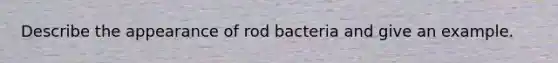 Describe the appearance of rod bacteria and give an example.