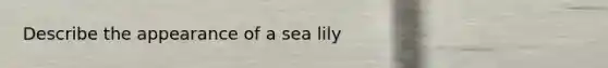 Describe the appearance of a sea lily