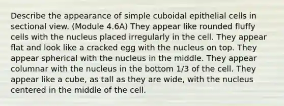 Describe the appearance of simple cuboidal epithelial cells in sectional view. (Module 4.6A) They appear like rounded fluffy cells with the nucleus placed irregularly in the cell. They appear flat and look like a cracked egg with the nucleus on top. They appear spherical with the nucleus in the middle. They appear columnar with the nucleus in the bottom 1/3 of the cell. They appear like a cube, as tall as they are wide, with the nucleus centered in the middle of the cell.