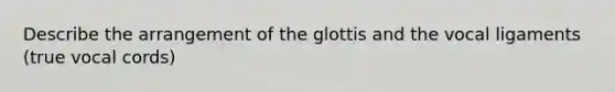 Describe the arrangement of the glottis and the vocal ligaments (true vocal cords)