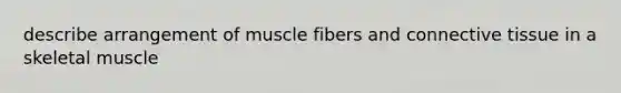 describe arrangement of muscle fibers and <a href='https://www.questionai.com/knowledge/kYDr0DHyc8-connective-tissue' class='anchor-knowledge'>connective tissue</a> in a skeletal muscle