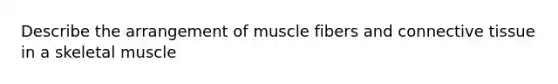 Describe the arrangement of muscle fibers and <a href='https://www.questionai.com/knowledge/kYDr0DHyc8-connective-tissue' class='anchor-knowledge'>connective tissue</a> in a skeletal muscle