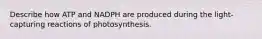 Describe how ATP and NADPH are produced during the light-capturing reactions of photosynthesis.