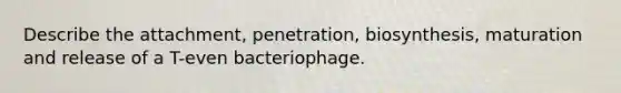 Describe the attachment, penetration, biosynthesis, maturation and release of a T-even bacteriophage.