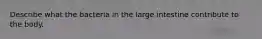 Describe what the bacteria in the large intestine contribute to the body.