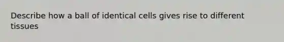 Describe how a ball of identical cells gives rise to different tissues