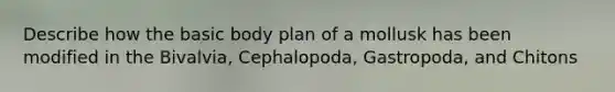 Describe how the basic body plan of a mollusk has been modified in the Bivalvia, Cephalopoda, Gastropoda, and Chitons