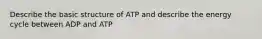 Describe the basic structure of ATP and describe the energy cycle between ADP and ATP