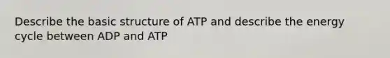 Describe the basic structure of ATP and describe the energy cycle between ADP and ATP