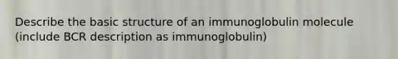 Describe the basic structure of an immunoglobulin molecule (include BCR description as immunoglobulin)