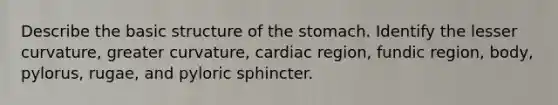 Describe the basic structure of the stomach. Identify the lesser curvature, greater curvature, cardiac region, fundic region, body, pylorus, rugae, and pyloric sphincter.