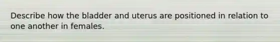 Describe how the bladder and uterus are positioned in relation to one another in females.