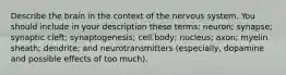 Describe the brain in the context of the nervous system. You should include in your description these terms: neuron; synapse; synaptic cleft; synaptogenesis; cell body; nucleus; axon; myelin sheath; dendrite; and neurotransmitters (especially, dopamine and possible effects of too much).