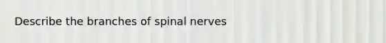 Describe the branches of <a href='https://www.questionai.com/knowledge/kyBL1dWgAx-spinal-nerves' class='anchor-knowledge'>spinal nerves</a>