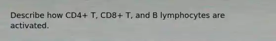 Describe how CD4+ T, CD8+ T, and B lymphocytes are activated.