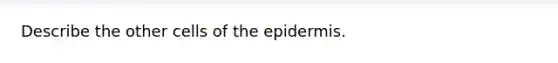 Describe the other cells of the epidermis.