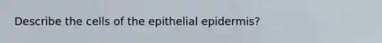 Describe the cells of the epithelial epidermis?