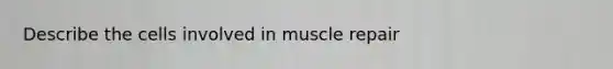 Describe the cells involved in muscle repair