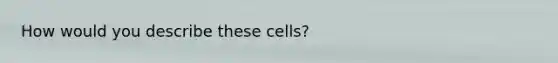 How would you describe these cells?