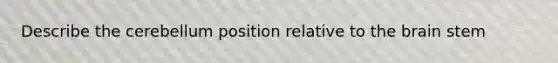 Describe the cerebellum position relative to <a href='https://www.questionai.com/knowledge/kLMtJeqKp6-the-brain' class='anchor-knowledge'>the brain</a> stem