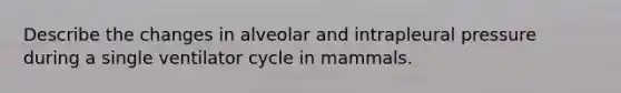 Describe the changes in alveolar and intrapleural pressure during a single ventilator cycle in mammals.