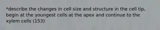 *describe the changes in cell size and structure in the cell tip, begin at the youngest cells at the apex and continue to the xylem cells (153)