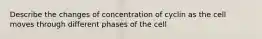 Describe the changes of concentration of cyclin as the cell moves through different phases of the cell